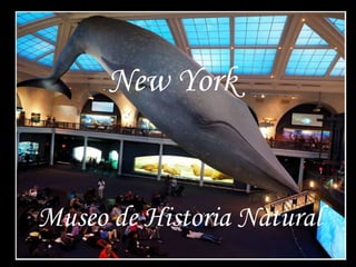 New York
Museo de Historia Natural
 
