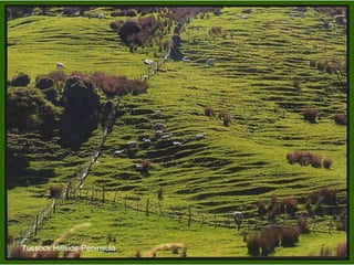 Tussock Hillside-Peninsula 