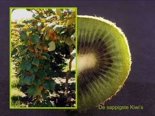 De sappigste Kiwi’s 