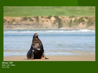 Show Off  Sea Lion, Male Curio Bay   