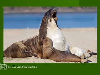 Family  Hooker’s Sea Lion, Male, Female and Cub Curio Bay   