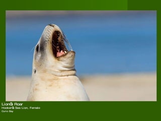 Lion’s Roar  Hooker’s Sea Lion, Female Curio Bay   