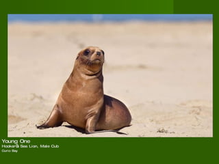 Young One  Hooker’s Sea Lion, Male Cub Curio Bay   