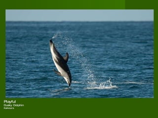 Playful  Dusky Dolphin  Kaikoura  