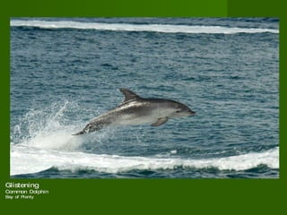 Glistening  Common Dolphin  Bay of Plenty  