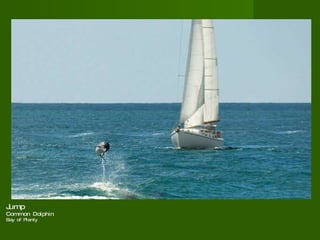 Jump  Common Dolphin  Bay of Plenty  