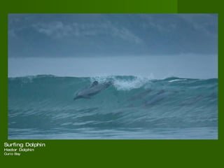 Surfing Dolphin  Hector Dolphin  Curio Bay  