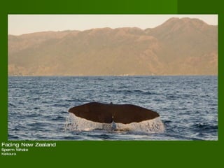 Facing New Zealand  Sperm Whale Kaikoura  
