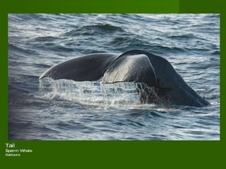 Tail Sperm Whale Kaikoura  