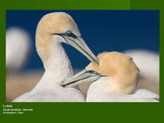 Love  Australiasian Gannet  Kidnappers Cape  