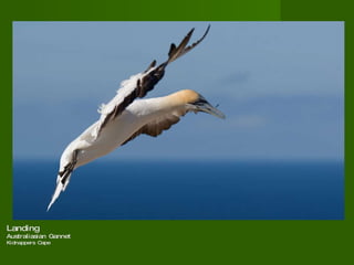 Landing  Australiasian Gannet  Kidnappers Cape  