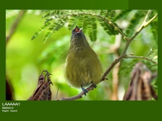 LAAAAA!!  Bellbird  Kapiti Island  