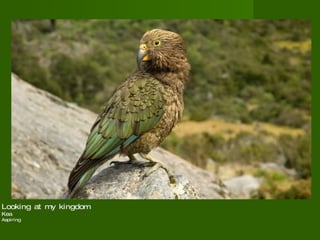 Looking at my kingdom Kea Aspiring  