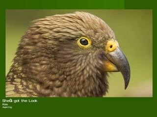 She’s got the Look  Kea Aspiring  