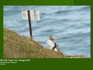 “ Don’t Feed the Penguins”  Yellow-Eyed Penguin Moeraki  