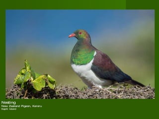 Nesting New Zealand Pigeon, Kereru  Kapiti Island  
