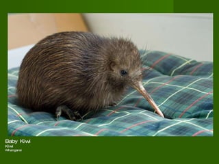 Baby Kiwi  Kiwi  Whangarei  
