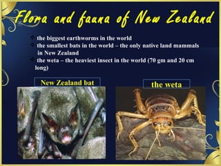 Flora and fauna of New Zealand
 the biggest earthworms in the world
 the smallest bats in the world – the only native land mammals
in New Zealand
 the weta – the heaviest insect in the world (70 gm and 20 cm
long)
the wetaNew Zealand bat
 