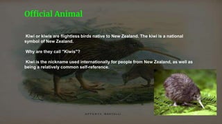 Kiwi or kiwis are flightless birds native to New Zealand. The kiwi is a national
symbol of New Zealand.
Why are they call "Kiwis"?
Kiwi is the nickname used internationally for people from New Zealand, as well as
being a relatively common self-reference.
Official Animal
 