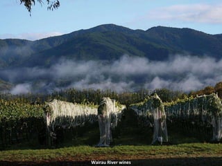 Wairau River wines 