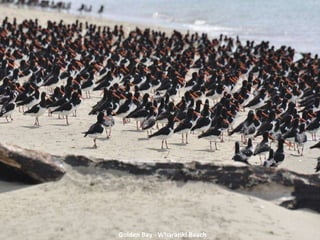 Golden Bay - Wharariki Beach 
