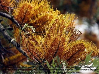 The Pōhutukawa is a coastal evergreen tree.Renowned for its vibrant colour and its ability to survive even perched on rocky, precarious cliffs, it has found an important place in New Zealand culture for its strength and beauty and is regarded as a chiefly tree (rākau rangatira) by Māori. 