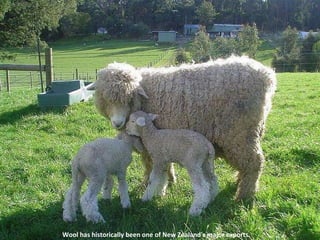 Wool has historically been one of New Zealand's major exports. 