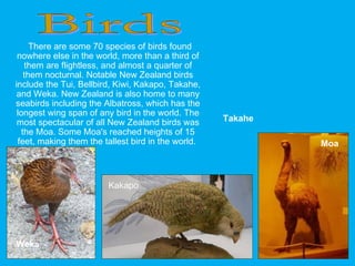 There are some 70 species of birds found
nowhere else in the world, more than a third of
them are flightless, and almost a quarter of
them nocturnal. Notable New Zealand birds
include the Tui, Bellbird, Kiwi, Kakapo, Takahe,
and Weka. New Zealand is also home to many
seabirds including the Albatross, which has the
longest wing span of any bird in the world. The
most spectacular of all New Zealand birds was
the Moa. Some Moa's reached heights of 15
feet, making them the tallest bird in the world.
Weka
Moa
Kakapo
Takahe
 