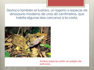 Destaca también el tuatara, un lagarto o especie de
dinosaurio moderno de unos 60 centímetros, que
habita algunas islas cercanas a la costa.
Ambas especies están en peligro de
extinción.
 