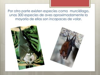 Por otra parte existen especies como murciélago,
unas 300 especies de aves aproximadamente la
mayoría de ellas son incapaces de volar.
 