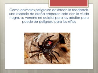 Como animales peligrosos destacan la readback,
una especie de araña emparentada con la viuda
negra, su veneno no es letal para los adultos pero
puede ser peligroso para los niños
 