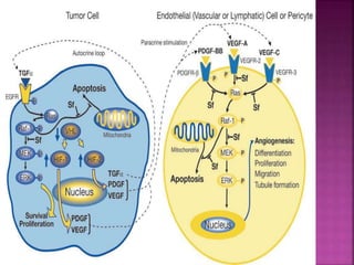 Sorafenib Mechanism Of Action