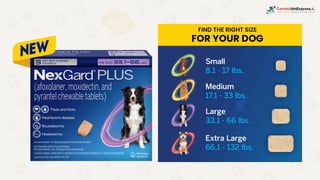 Buy Nexgard Plus for Dogs Online | Trusted Flea and Tick Treatment