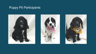 Puppy Pit Participants
 