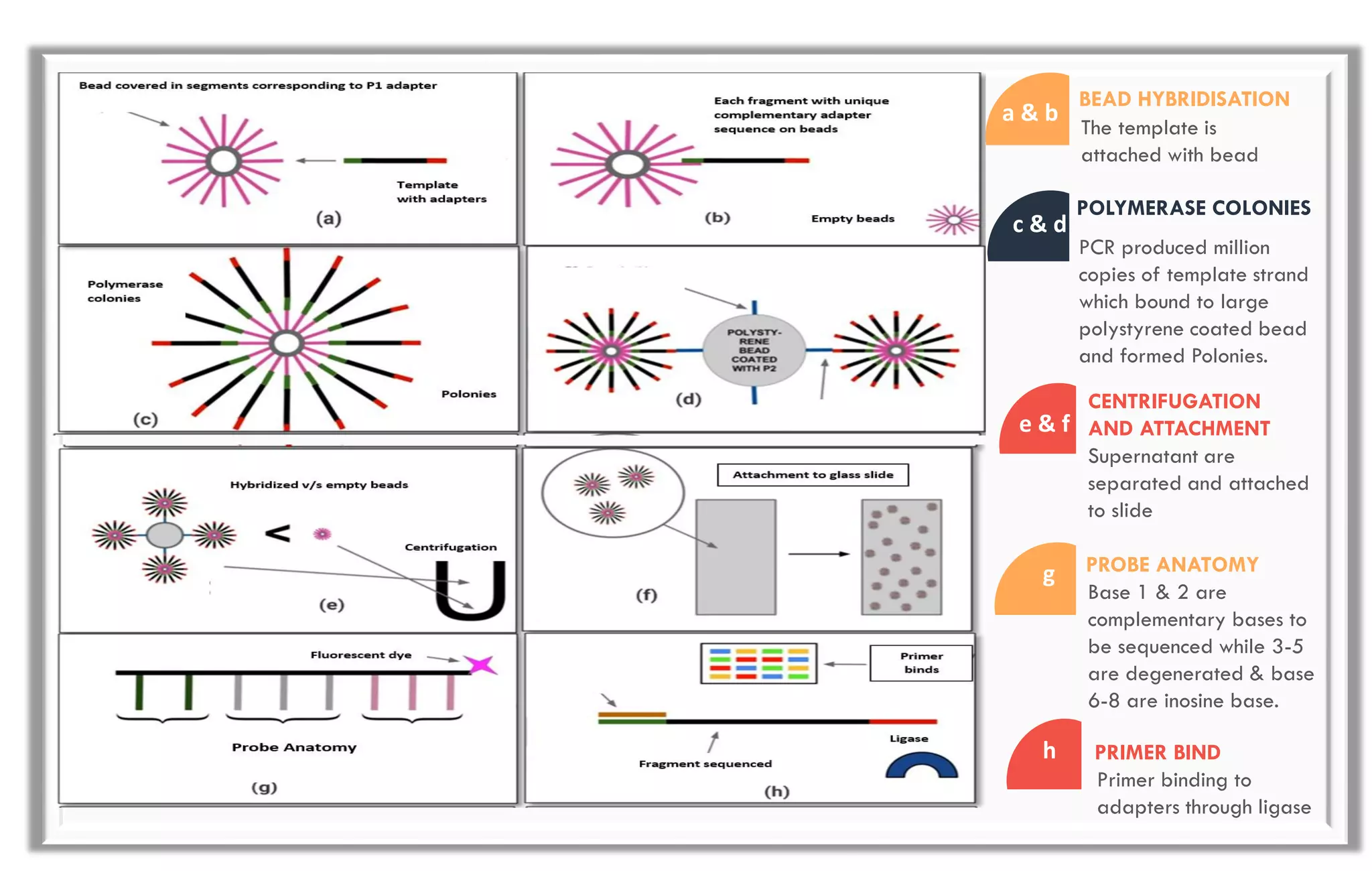 PCR produced million
copies of template strand
which bound to large
polystyrene coated bead
and formed Polonies.
a & b
The template is
attached with bead
BEAD HYBRIDISATION
c & d
POLYMERASE COLONIES
e & f
Supernatant are
separated and attached
to slide
CENTRIFUGATION
AND ATTACHMENT
g
Base 1 & 2 are
complementary bases to
be sequenced while 3-5
are degenerated & base
6-8 are inosine base.
PROBE ANATOMY
h PRIMER BIND
Primer binding to
adapters through ligase
 