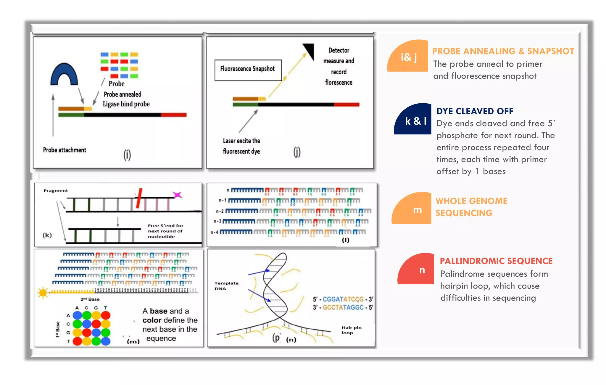 i& j
The probe anneal to primer
and fluorescence snapshot
PROBE ANNEALING & SNAPSHOT
k & l Dye ends cleaved and free 5`
phosphate for next round. The
entire process repeated four
times, each time with primer
offset by 1 bases
DYE CLEAVED OFF
m
WHOLE GENOME
SEQUENCING
n
PALLINDROMIC SEQUENCE
Palindrome sequences form
hairpin loop, which cause
difficulties in sequencing
 