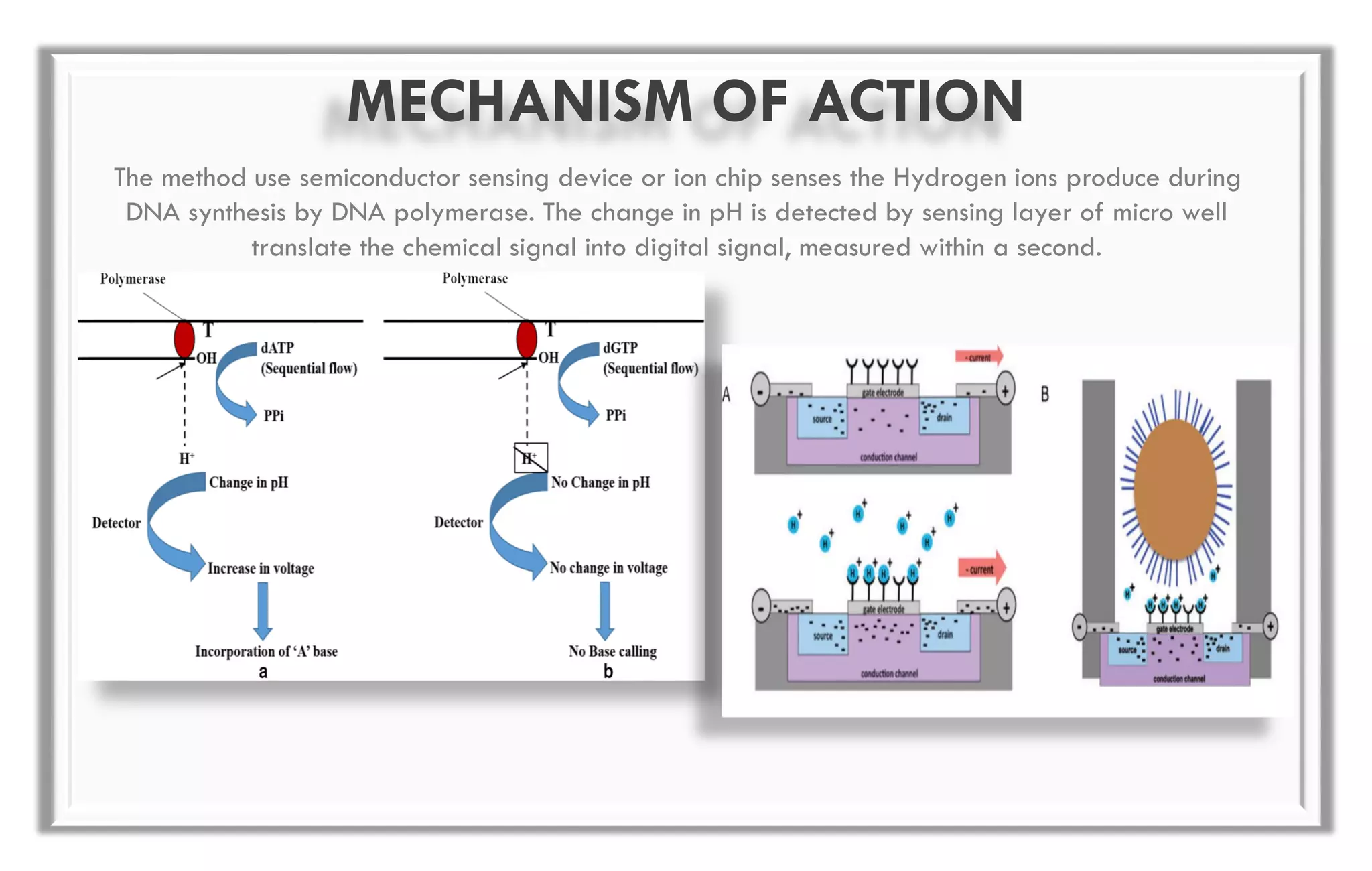 MECHANISM OF ACTION
The method use semiconductor sensing device or ion chip senses the Hydrogen ions produce during
DNA synthesis by DNA polymerase. The change in pH is detected by sensing layer of micro well
translate the chemical signal into digital signal, measured within a second.
 