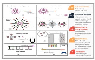 PCR produced million
copies of template strand
which bound to large
polystyrene coated bead
and formed Polonies.
a & b
The template is
attached with bead
BEAD HYBRIDISATION
c & d
POLYMERASE COLONIES
e & f
Supernatant are
separated and attached
to slide
CENTRIFUGATION
AND ATTACHMENT
g
Base 1 & 2 are
complementary bases to
be sequenced while 3-5
are degenerated & base
6-8 are inosine base.
PROBE ANATOMY
h PRIMER BIND
Primer binding to
adapters through ligase
 