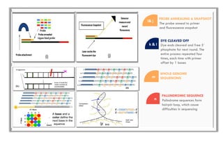 i& j
The probe anneal to primer
and fluorescence snapshot
PROBE ANNEALING & SNAPSHOT
k & l Dye ends cleaved and free 5`
phosphate for next round. The
entire process repeated four
times, each time with primer
offset by 1 bases
DYE CLEAVED OFF
m
WHOLE GENOME
SEQUENCING
n
PALLINDROMIC SEQUENCE
Palindrome sequences form
hairpin loop, which cause
difficulties in sequencing
 