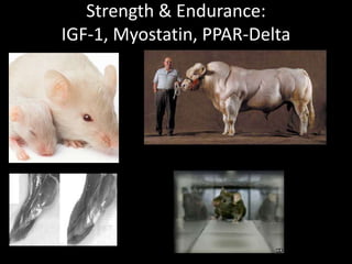Strength & Endurance: IGF-1, Myostatin, PPAR-Delta