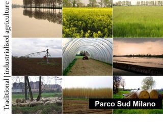 Traditional|industrialised agriculture




Parco Sud Milano
 