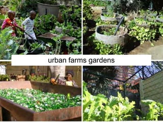 urban farms gardens
 
