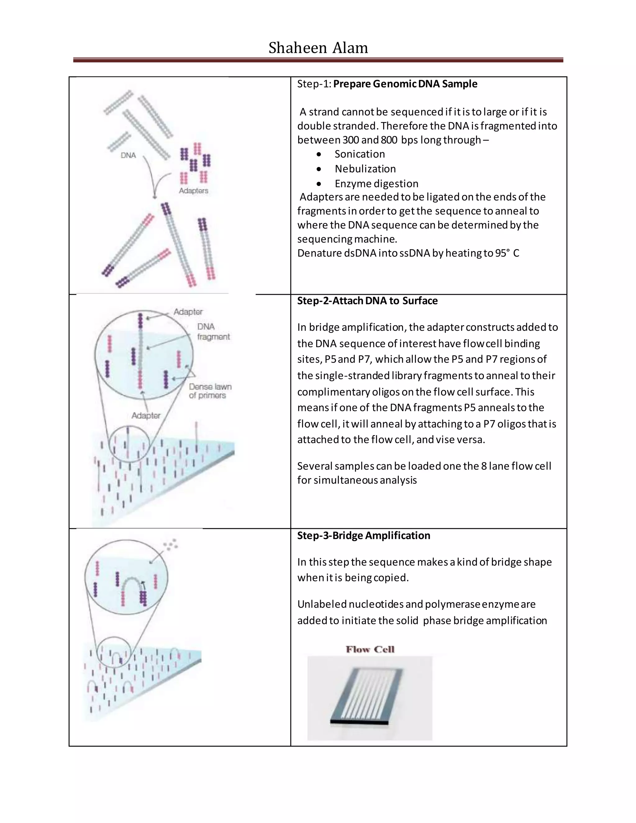 Shaheen Alam
Step-1:Prepare GenomicDNA Sample
A strand cannotbe sequencedif itistolarge or if it is
double stranded.Therefore the DNA isfragmentedinto
between300 and800 bps longthrough–
 Sonication
 Nebulization
 Enzyme digestion
Adaptersare neededtobe ligatedonthe endsof the
fragmentsinorderto getthe sequence toanneal to
where the DNA sequence canbe determinedbythe
sequencingmachine.
Denature dsDNA intossDNA byheatingto95° C
Step-2-AttachDNA to Surface
In bridge amplification,the adapterconstructsaddedto
the DNA sequence of interesthave flowcell binding
sites,P5and P7, whichallow the P5 and P7 regionsof
the single-strandedlibraryfragmentstoanneal totheir
complimentaryoligosonthe flow cell surface.This
meansif one of the DNA fragmentsP5 annealstothe
flow cell,itwill anneal byattachingtoa P7 oligosthatis
attachedto the flow cell,andvise versa.
Several samplescanbe loadedone the 8 lane flowcell
for simultaneousanalysis
Step-3-Bridge Amplification
In thisstepthe sequence makesakindof bridge shape
whenitis beingcopied.
Unlabelednucleotidesandpolymeraseenzymeare
addedto initiate the solid phase bridge amplification
 