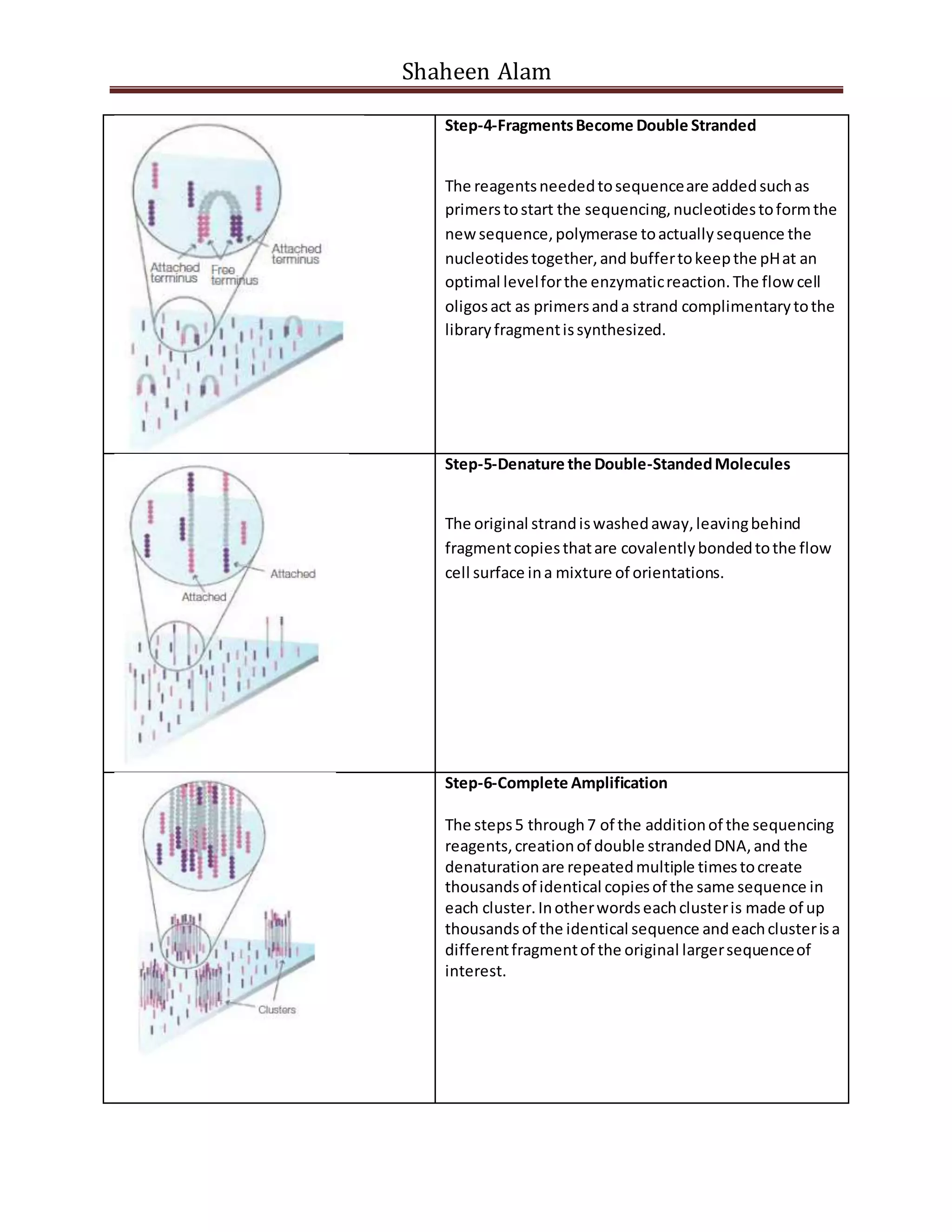 Shaheen Alam
Step-4-FragmentsBecome Double Stranded
The reagentsneededtosequenceare addedsuchas
primerstostart the sequencing,nucleotidestoformthe
new sequence,polymerase toactuallysequence the
nucleotidestogether,and buffertokeepthe pHat an
optimal levelforthe enzymaticreaction.The flow cell
oligosact as primersanda strand complimentarytothe
libraryfragmentissynthesized.
Step-5-Denature the Double-StandedMolecules
The original strandiswashedaway,leavingbehind
fragmentcopiesthatare covalentlybondedtothe flow
cell surface ina mixture of orientations.
Step-6-Complete Amplification
The steps5 through7 of the additionof the sequencing
reagents,creationof double strandedDNA,and the
denaturationare repeatedmultiple timestocreate
thousandsof identical copiesof the same sequence in
each cluster.Inotherwordseachclusteris made of up
thousandsof the identical sequence andeachclusterisa
differentfragmentof the original largersequenceof
interest.
 