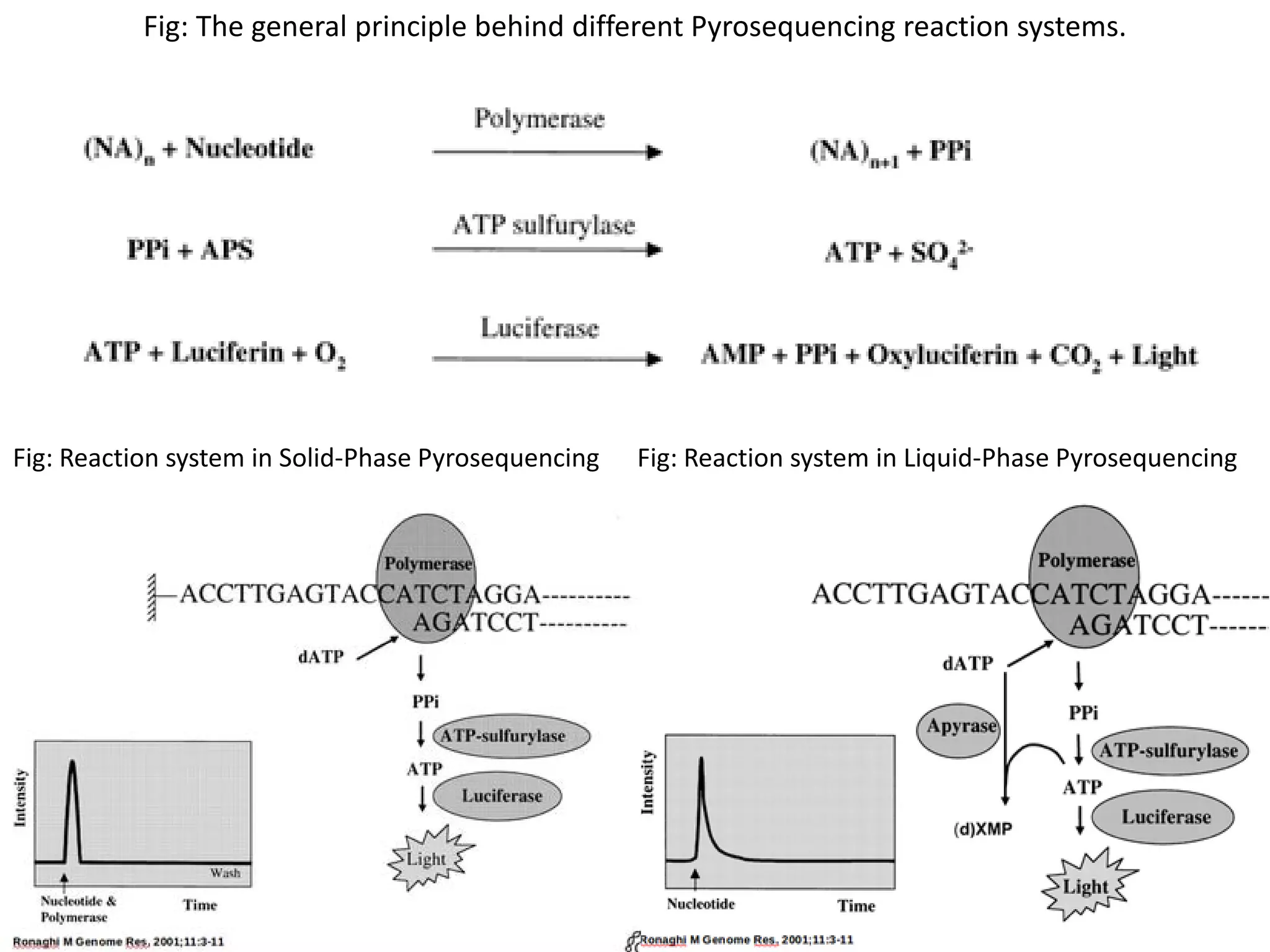 Fig: The general principle behind different Pyrosequencing reaction systems.
Fig: Reaction system in Solid-Phase Pyrosequencing Fig: Reaction system in Liquid-Phase Pyrosequencing
 