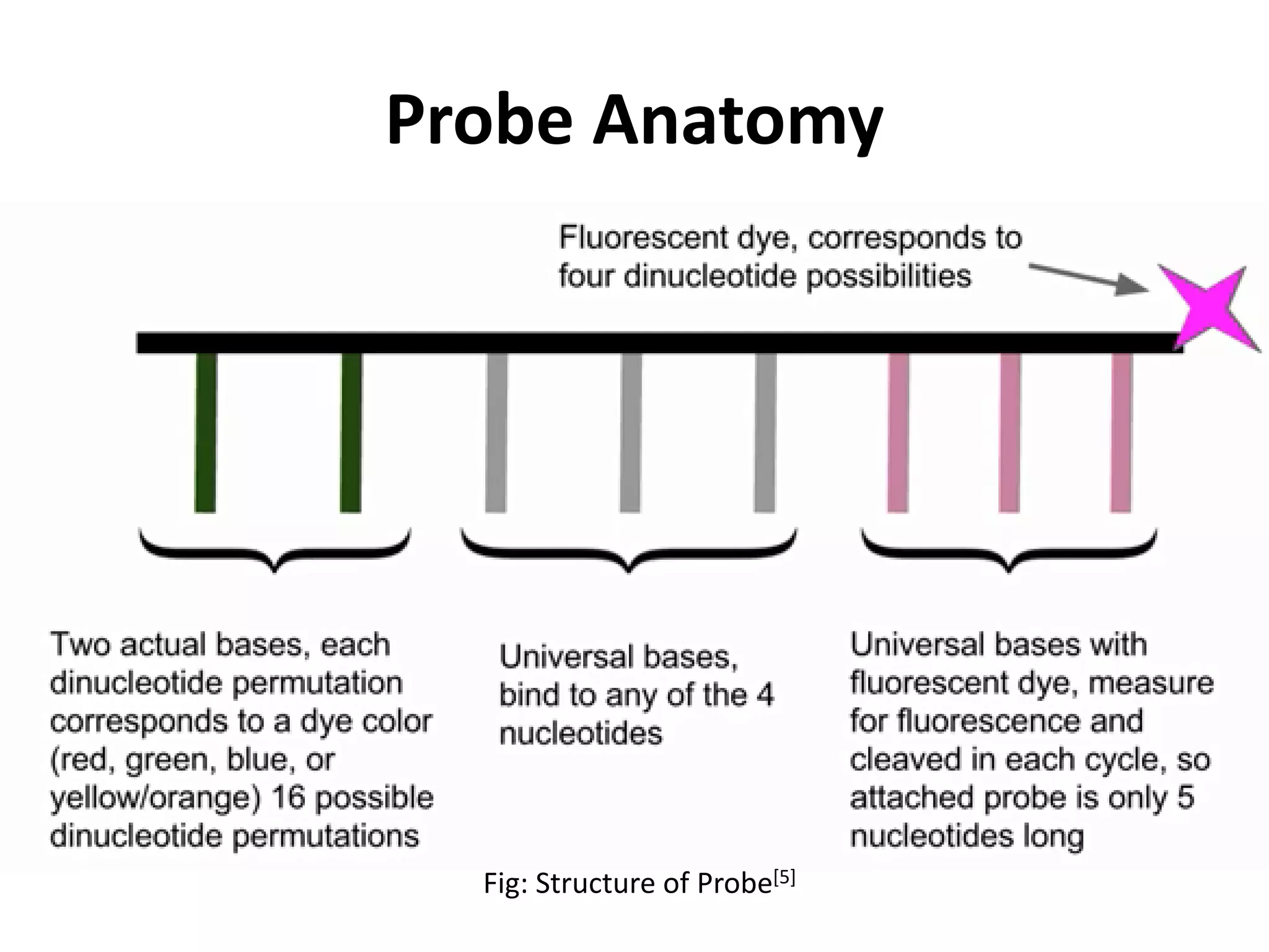 Probe Anatomy
Fig: Structure of Probe[5]
 