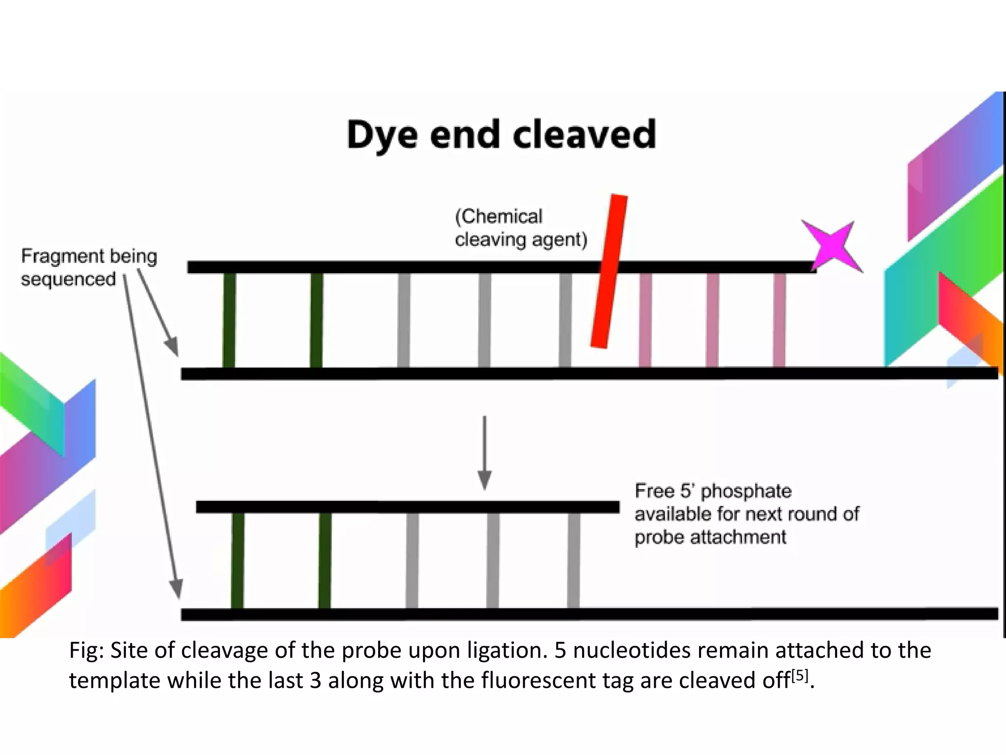 Fig: Site of cleavage of the probe upon ligation. 5 nucleotides remain attached to the
template while the last 3 along with the fluorescent tag are cleaved off[5].
 