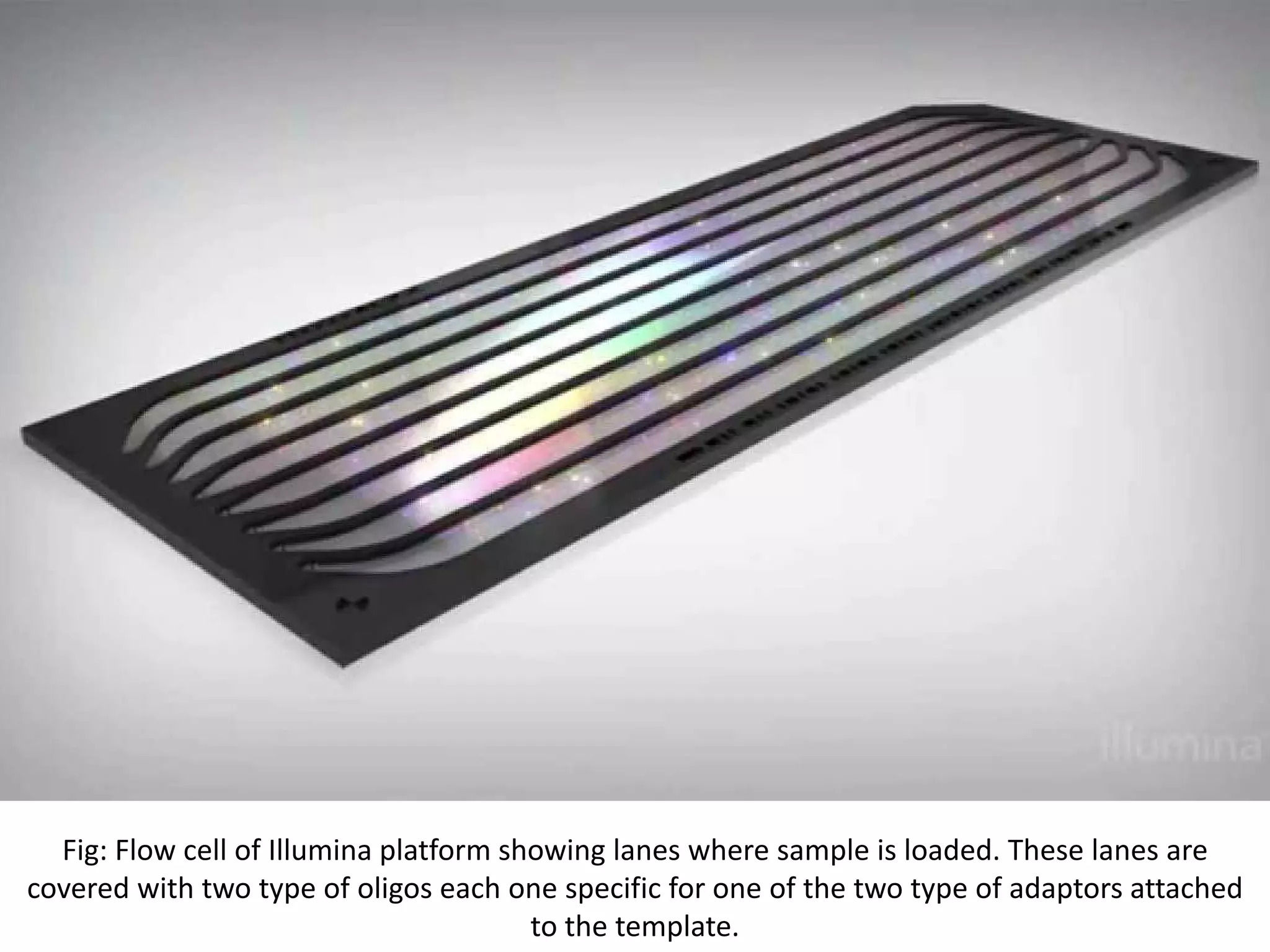 Fig: Flow cell of Illumina platform showing lanes where sample is loaded. These lanes are
covered with two type of oligos each one specific for one of the two type of adaptors attached
to the template.
 