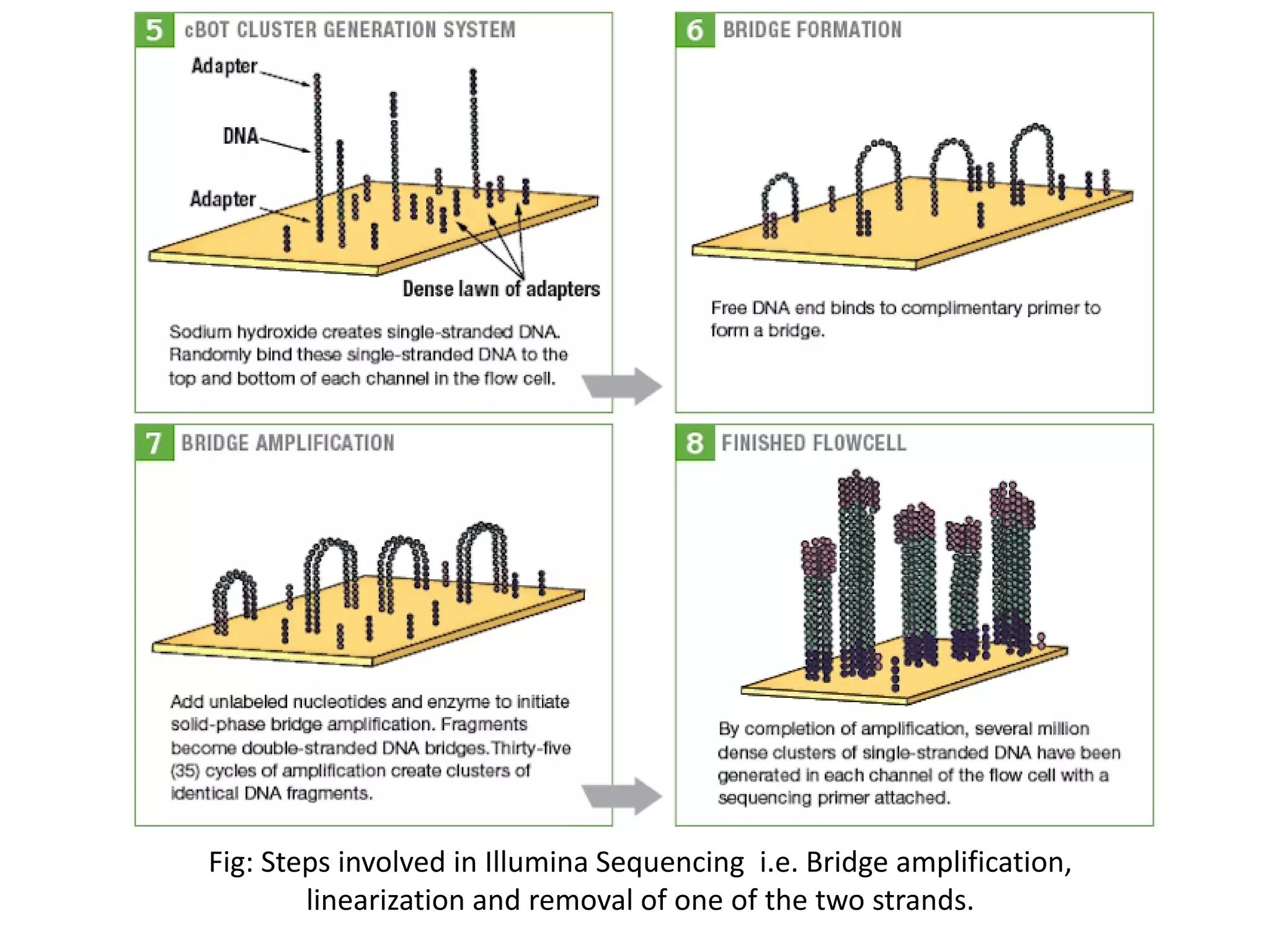 Fig: Steps involved in Illumina Sequencing i.e. Bridge amplification,
linearization and removal of one of the two strands.
 