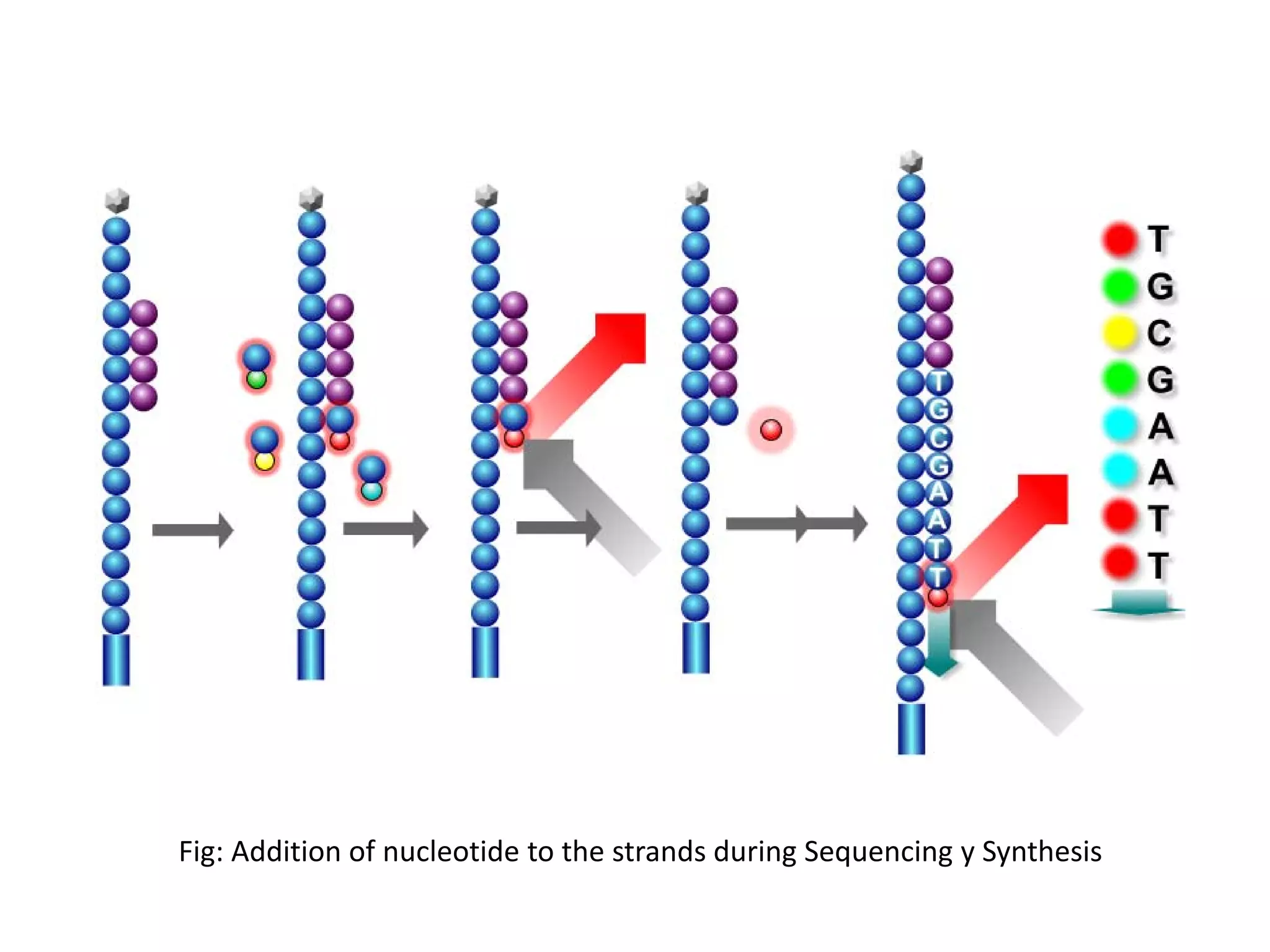 Fig: Addition of nucleotide to the strands during Sequencing y Synthesis
 